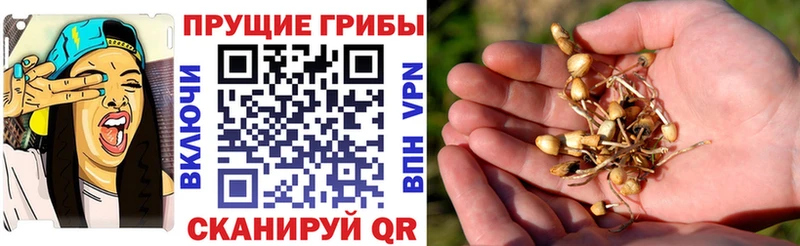 MEGA онион  цена   Нижние Серги  Псилоцибиновые грибы Psilocybine cubensis 